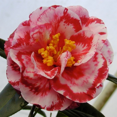Terrell Weaver Variegated